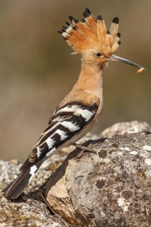 Eurasian Hoopoe (Upupa epops), perched with food on beak, Castile-La Mancha, Spain