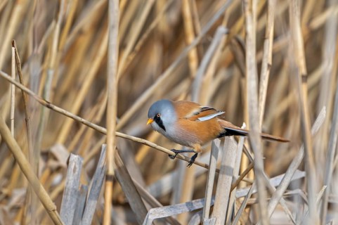 Bearded reedling, bearded tit (Panurus biarmicus) adult male perched on reed stem while foraging in