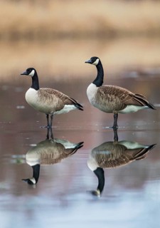 Canada Goose (Branta canadensis) pair on ice, Baden-Wuerttemberg, Germany
