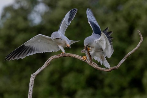 Slider (Elanus caeruleus), pair, with vole, Extremadura, Spain