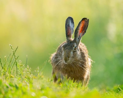 European hare (Lepus europaeus) sitting on a dirt track, wildlife, Lower Saxony, Germany