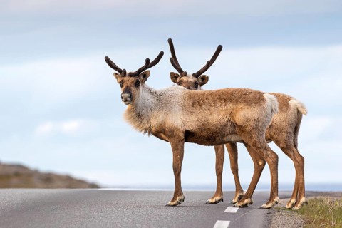 Reindeer, Ren, (Rangifer tarandus), animals, mammals, family of deer, two standing on a road,