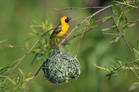 Masked Weaver (Ploceus velatus), adult, male, at the nest, alert, Pilanesberg National Park, North
