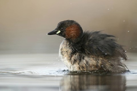 Little Grebe (Tachybaptus ruficollis), Saxony, Germany