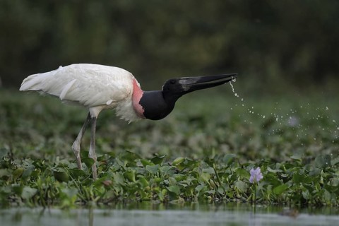 Jabiru (Jabiru mycteria), Pantanal, Brazil