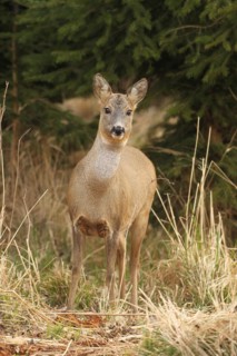 European roe deer (Capreolus capreolus) doe in winter coat secured in front of the thicket, Allgäu,