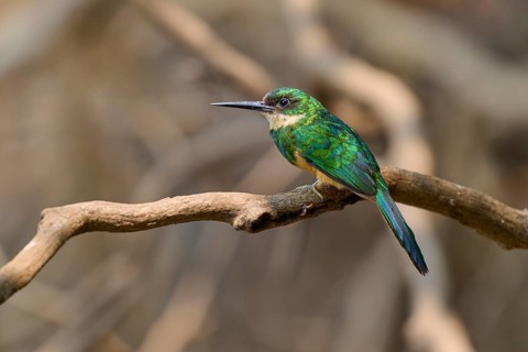 A small, colourful bird sits quietly on a dry branch in front of blurred branches, Rufous-tailed