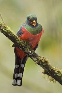 Masked Trogon (Trogon personatus) male, Ecuador