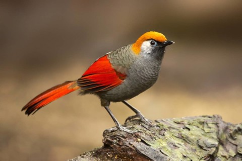 Red-tailed Laughingthrush (Trochalopteron milnei), Yunnan, China
