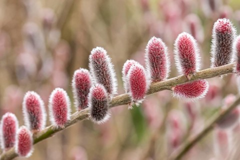 Red kitten willow (Salix gracilistyla 'Mt. Aso'), Cambridge Botanical Garden, Great Britain