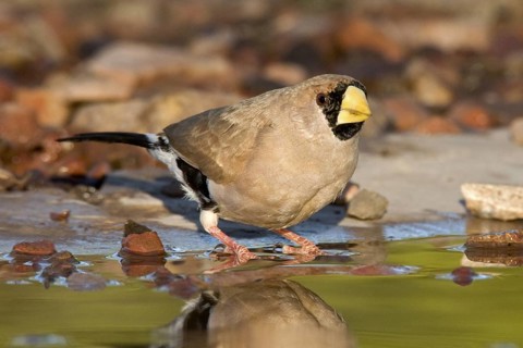 Masked Finch (Poephila personata), Western Australia, Australia