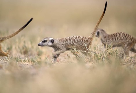 Meerkats or suricates (Suricata suricatta), Makgadikgadi Salt Pans, Makgadikgadi Pans National
