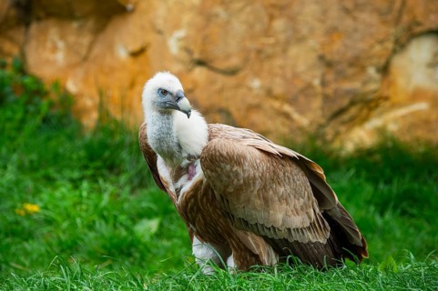 Griffon Vulture (Gyps fulvus) sitting on a meadow, Germany