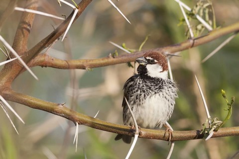 Spanish Sparrow - Weidensperling - Passer hispaniolensis ssp. transcaspicus, male, Turkey