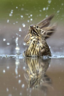 Tree Pipit (Anthus trivialis) bathing, Netherlands