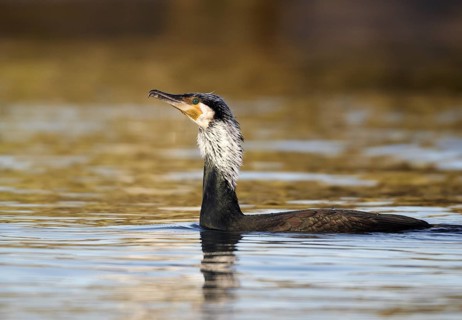 Great Cormorant (Phalacrocorax carbo), Mecklenburg-Western Pomerania, Germany