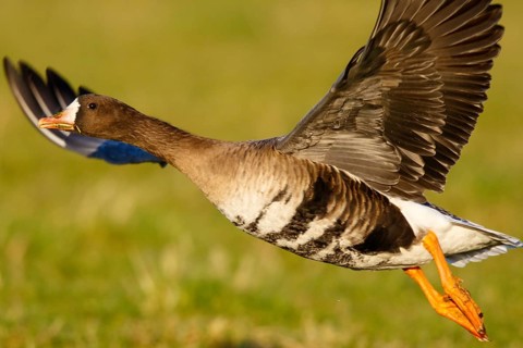 Greater White-fronted Goose (Anser albifrons) flying, North Rhine-Westphalia, Germany