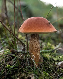 Orange birch bolete (Leccinum versipelle) in sparse birch forest, an excellent edible mushroom,