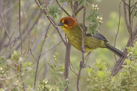 Fulvous-headed Brush Finch (Atlapetes fulviceps) perched on a branch in Bolivia, South America