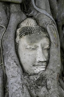Sandstone Buddha head at the foot of a Bodhi tree in Wat Mahathat, Temple of the Great and Holy