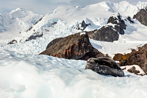 A sleeping seal rests on a patch of ice in front of snow-covered mountains, A seal rests on the ice