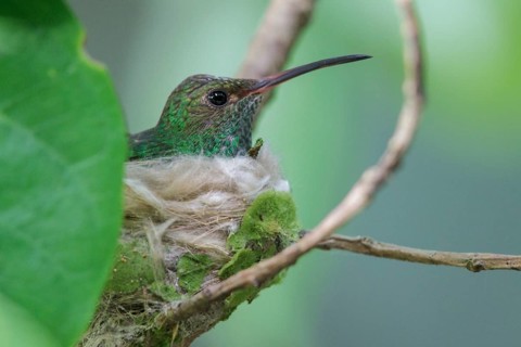 Rufous-tailed Hummingbird (Amazilia tzacatl) perched on a branch on its nest in Costa Rica