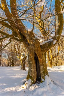 Giant tree in the Oianleku natural park at sunrise in the town of Oiartzun in Peñas de Aya,