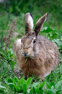 Beautiful brown hare (Lepus europaeus), April, Germany