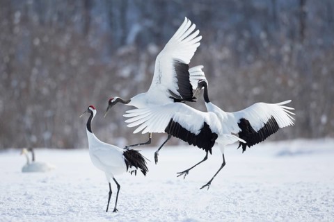 Red-crowned Crane (Grus japonensis) group, Hokkaido, Japan