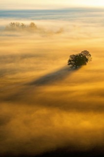 Scenics view at tree crowns sticking up from the morning mist in a rural landscape at sunrise with