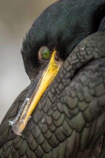 European Shag (Phalacrocorax aristotelis) adult portrait, Farne Islands, United Kingdom