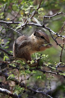 Antelope gopher, (Ammospermophilus harrisii), adult, on tree, foraging, Sonoran Desert, Arizona,