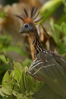 Hoatzin (Opisthocomus hoazin) perched in tree, Orinoco Delta, Venezuela