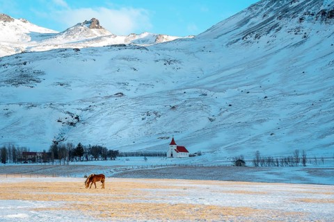 Peaceful winter landscape in Iceland, featuring a horse grazing in a snow-covered field. A quaint