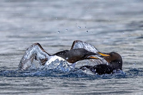 Two thick-billed murres, Brünnich's guillemots (Uria lomvia) in breeding plumage fighting in the