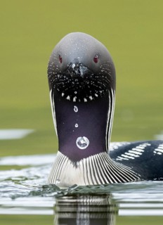 Black-throated Loon (Gavia arctica), Iceland
