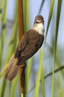 Great Reed Warbler (Acrocephalus arundinaceus), Castile-La Mancha, Spain