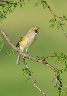 White-eyed Vireo (Vireo griseus) singing from a branch, Texas, USA