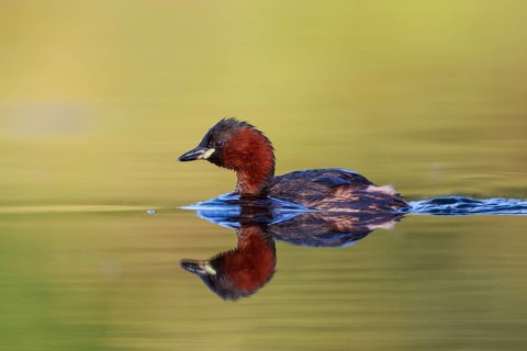 Little Grebe (Tachybaptus ruficollis), North Rhine-Westphalia, Germany