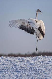 Red-crowned Crane (Grus japonensis) flapping, Hokkaido, Japan