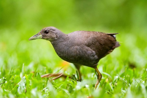 Pale-vented Bush-hen (Amaurornis moluccana ruficrissa), Queensland, Australia