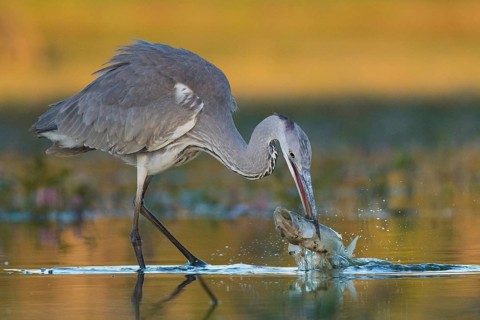 Grey Heron (Ardea cinerea) with fish prey in beak, Tiszaalpár, Hungary