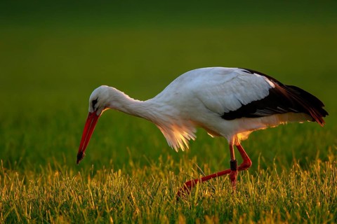 White Stork (Ciconia ciconia) foraging, North Rhine-Westphalia, Germany