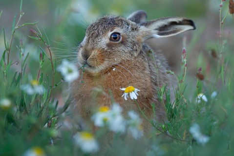 European brown hare (Lepus europaeus) juvenile baby leveret animal feeding amongst wildflowers in