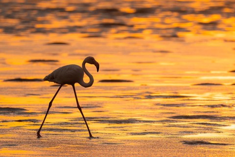 Pink flamingo (Phoenicopterus roseus) against the light, sunset, lagoon at Walfish Bay, Erongo,