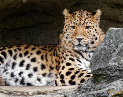 Amur leopard (Panthera pardus orientalis), captive, threatened with extinction, animal portrait,