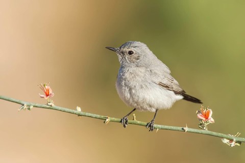 Blackstart (Oenanthe melanura), Eilat, Israel