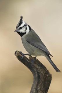 Bridled Titmouse (Baeolophus wollweberi), Arizona, USA