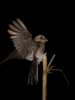 Common Potoo (Nyctibius griseus), Trinidad and Tobago