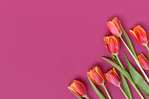 Dark orange tulip flowers with yellow tips on pink background. Floral spring background with copy